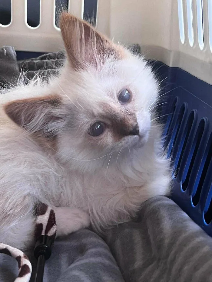 Our Newest Family Member, Ziggy. He Is Blind But Adapting Very Well Already