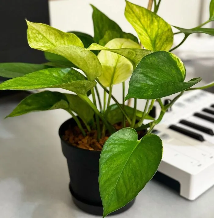 Pothos Houseplant