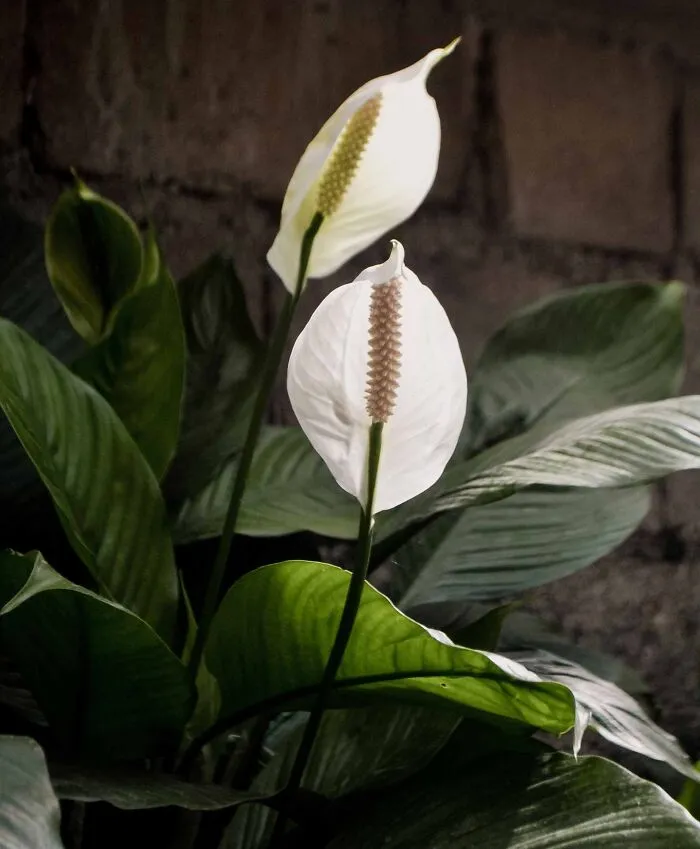 Peace Lily