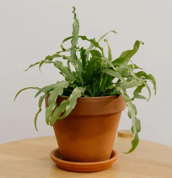 Bird’s Nest Fern