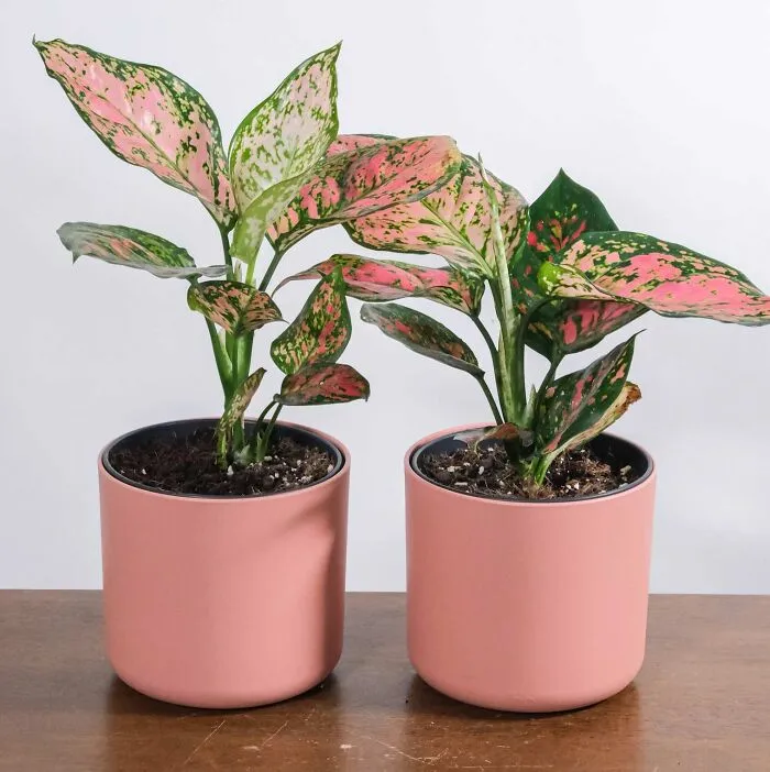 Aglaonema