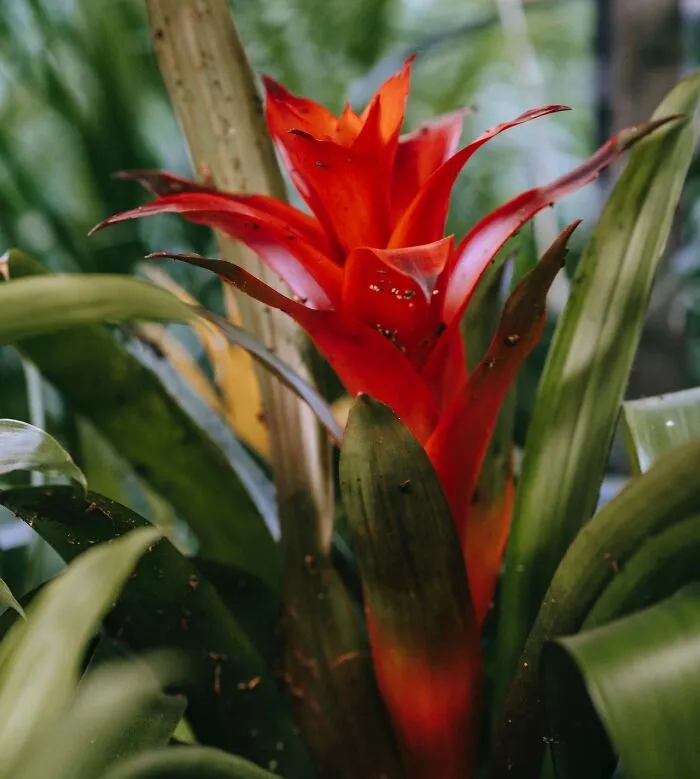 Bromeliads Low-Light Houseplant