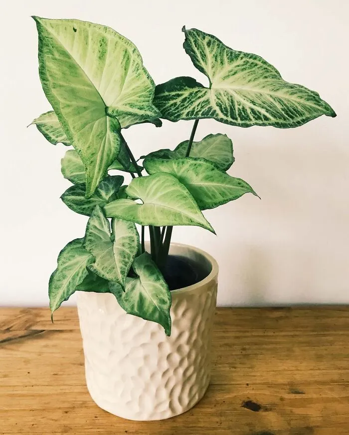 Arrowhead Vine