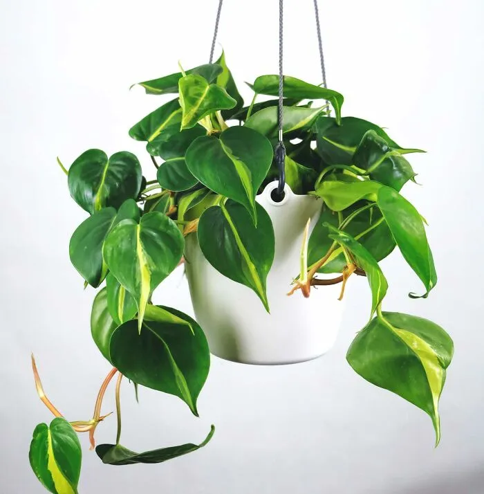 Philodendron