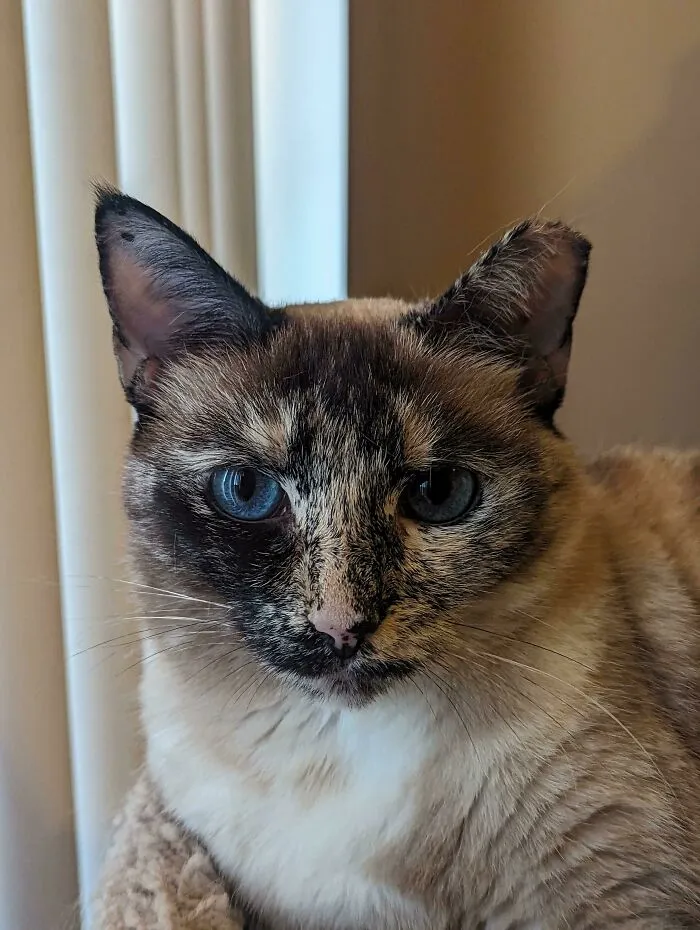 When We Adopted Her We Asked Who Had There The Longest. Can You Believe This Lil Lady Had Been There Well Over A Year???