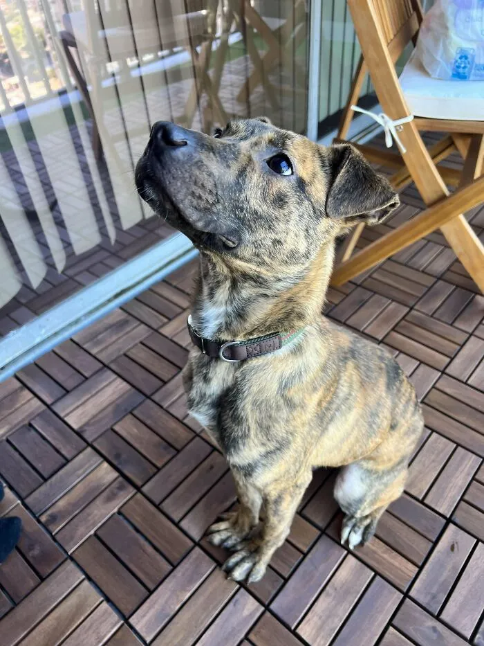 I Just Adopted My New Baby Boy Bruno! 🐶❤️