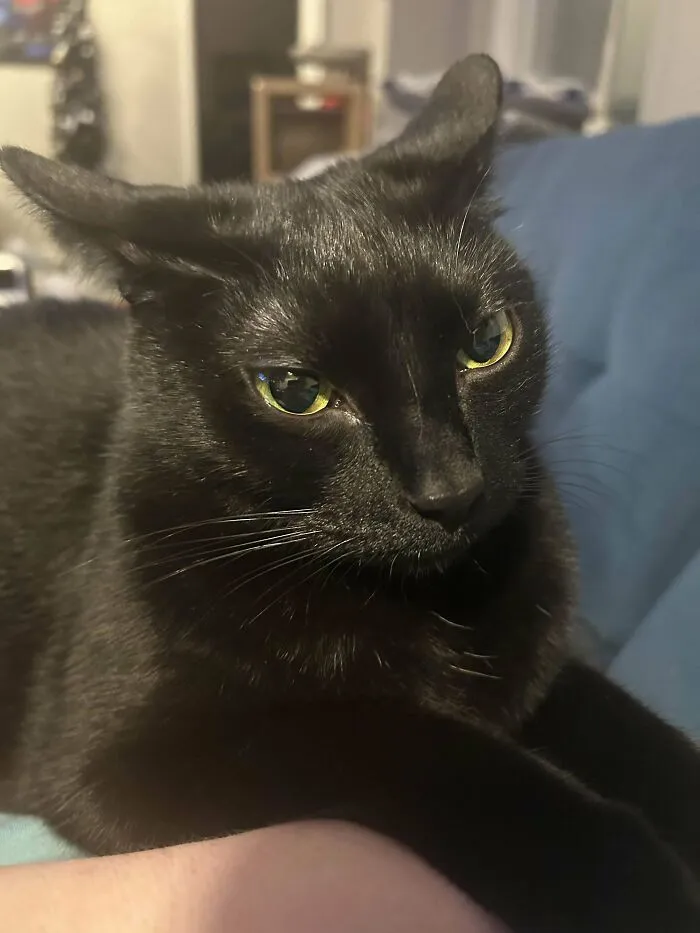 Realizing You Adopted A Chaotic Cat But Absolutely Love Them
