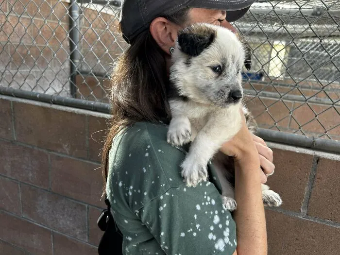 Rescued A Puppy This Week! Everyone, Meet Snacks!