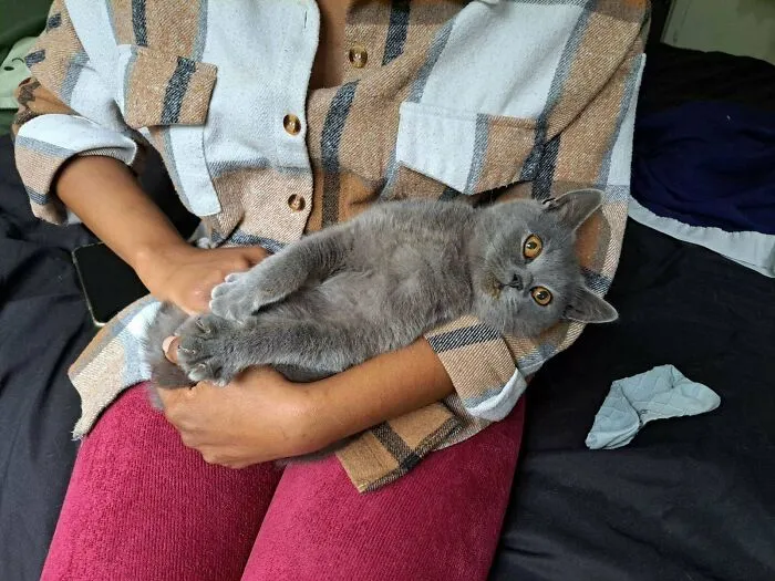 Exactly An Hour Ago This Cat Adopted Us 😂