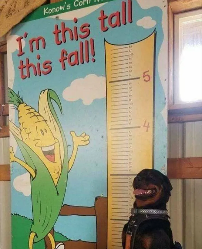 A Very Proud Good Boi