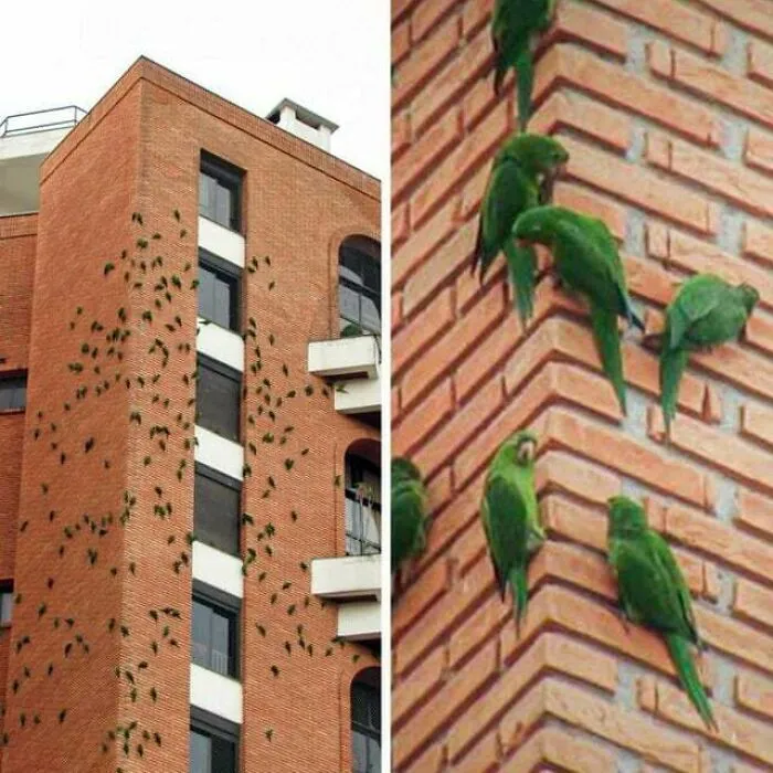 Invasión bendita