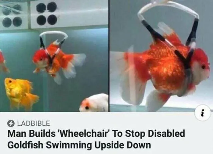 Blessed Wheelchair