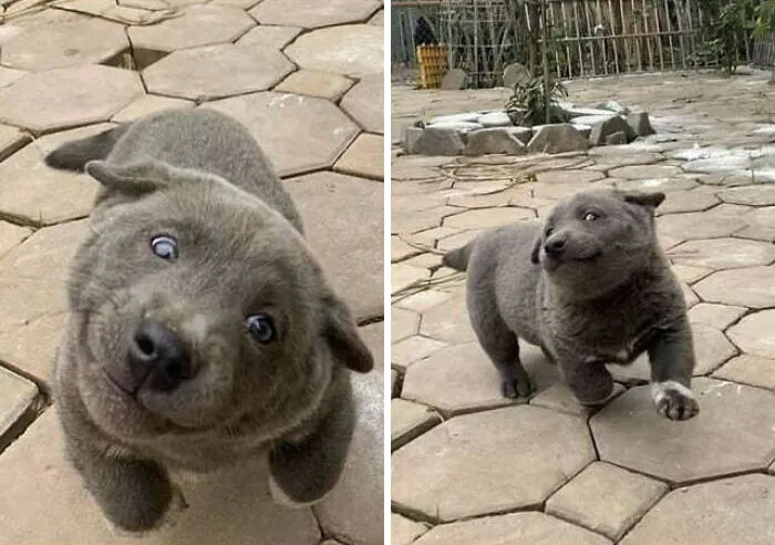Cachorro bendecido