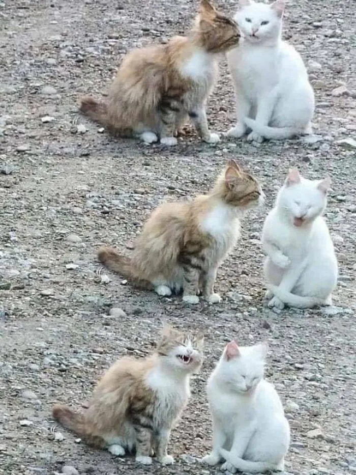 Mi gato se ha echado novia