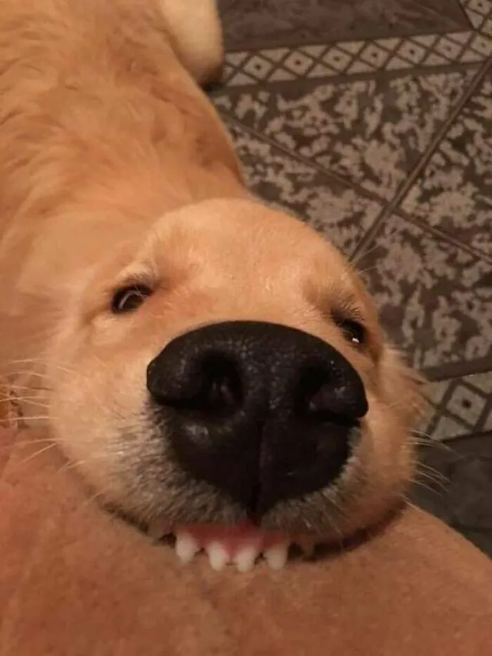 Blessed Doggo Teefs 