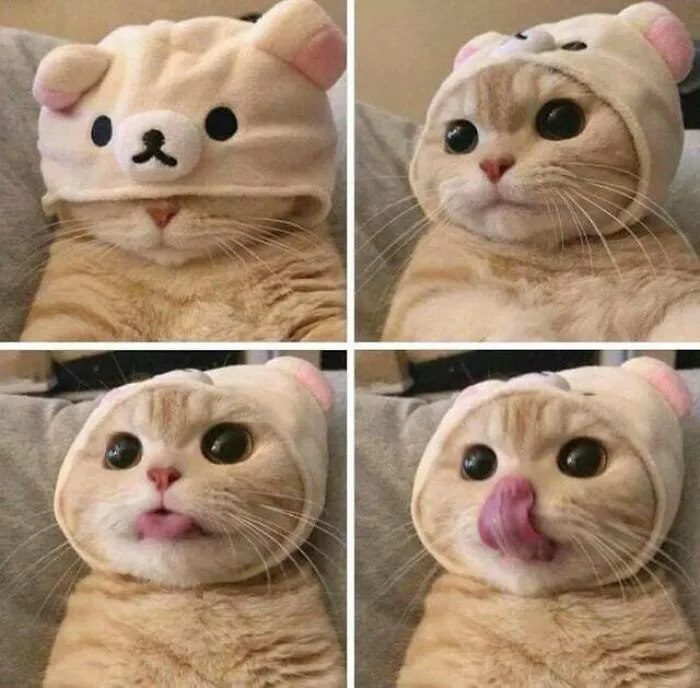 Blessed Cat