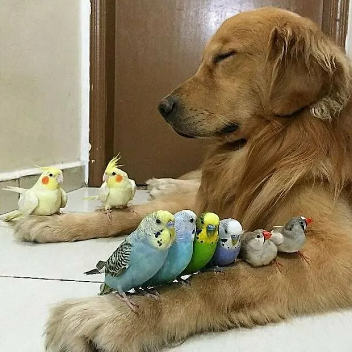 Pajaritos con perro bendecidos