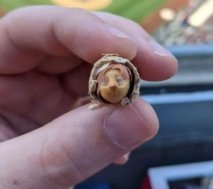 My Little Peanut Friend