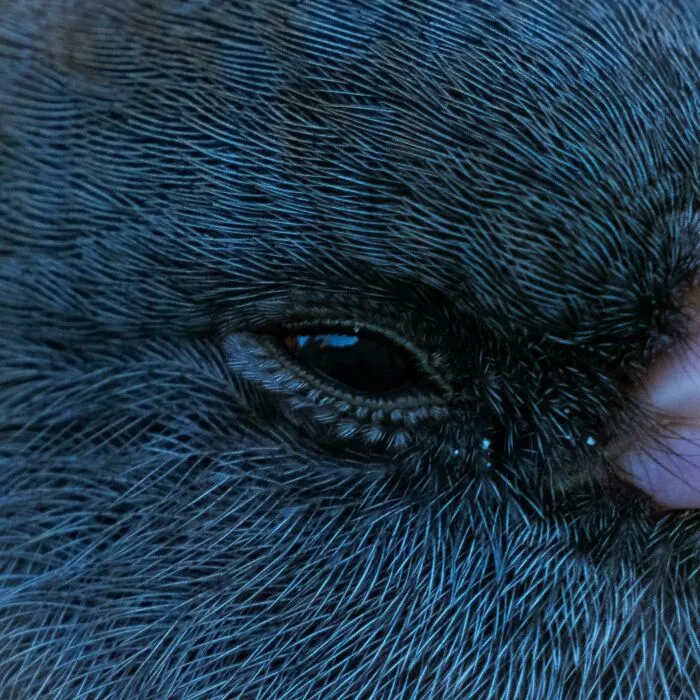 Bird Eyelashes Are Tiny Feathers