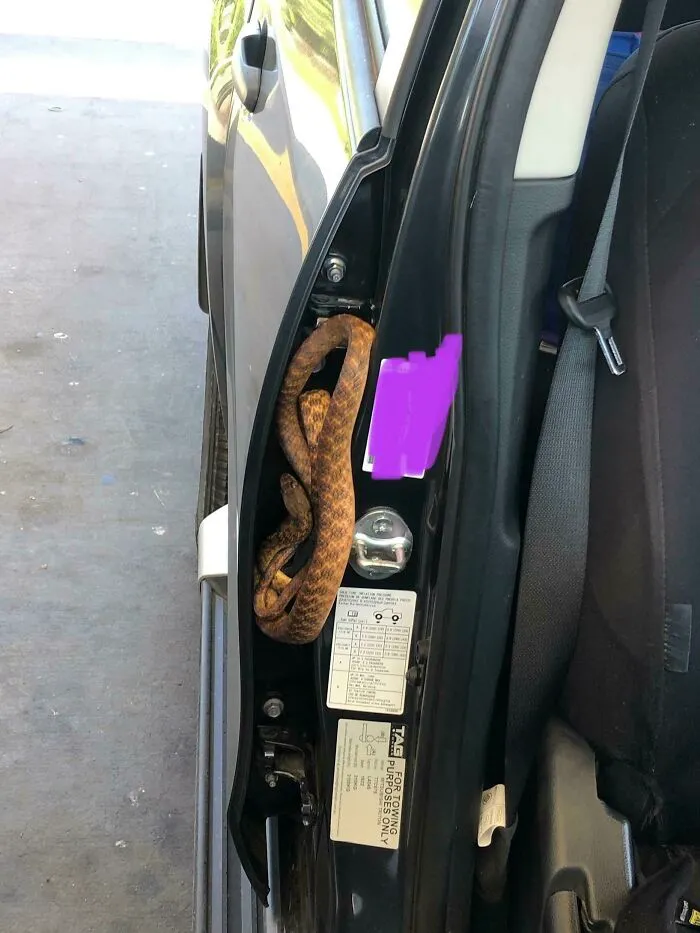 Brown snake coiled inside car door hinge, one of the animals that would be nightmare fuel to non-Australians.