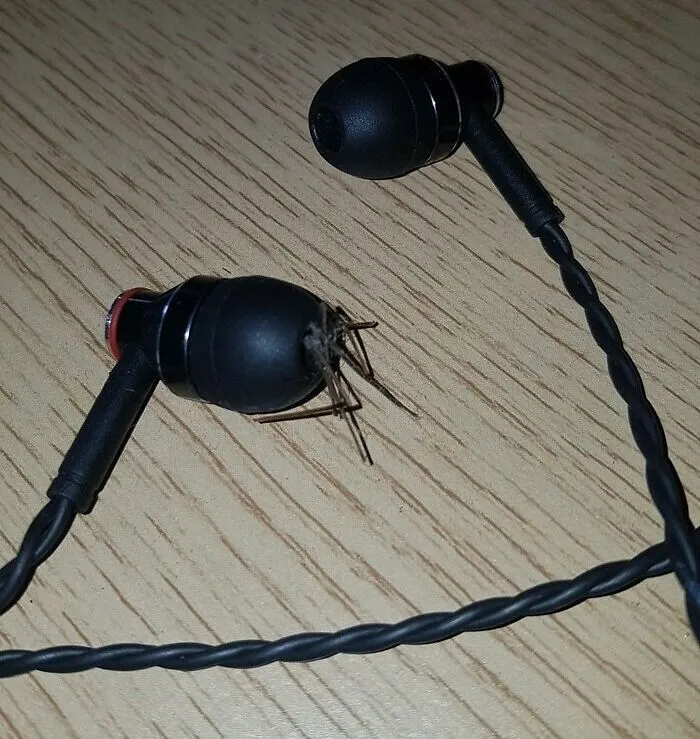 Spider hidden on black earbuds on a wooden surface, one of the nightmare fuel animals found in Australia.