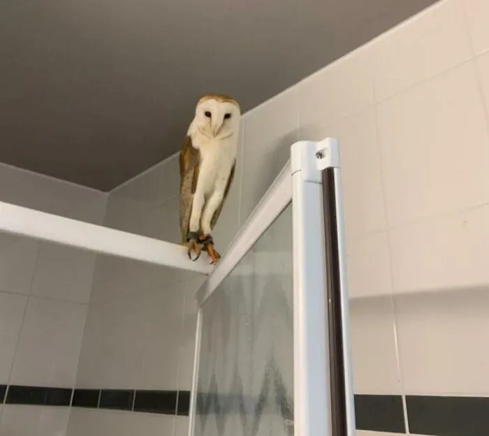 El servicio de limpieza ha encontrado una lechuza en una habitación cuyo huésped se marchó ayer