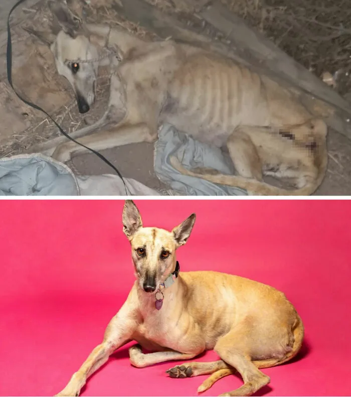 Guy Shares 22 Incredible Before & After Rescue Dog Transformations, Shows What Love Can Do (New Pics)