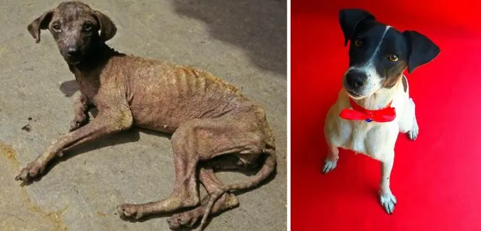 Guy Shares 22 Incredible Before & After Rescue Dog Transformations, Shows What Love Can Do (New Pics)