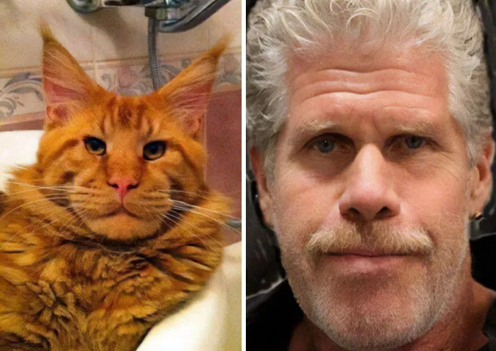 30 Celebridades y sus parecidos razonables más divertidos