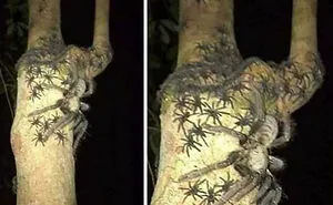 Here Are The Creepiest ‘Oddly Terrifying’ Photos If You Don’t Feel Traumatized Enough (50 Pics)