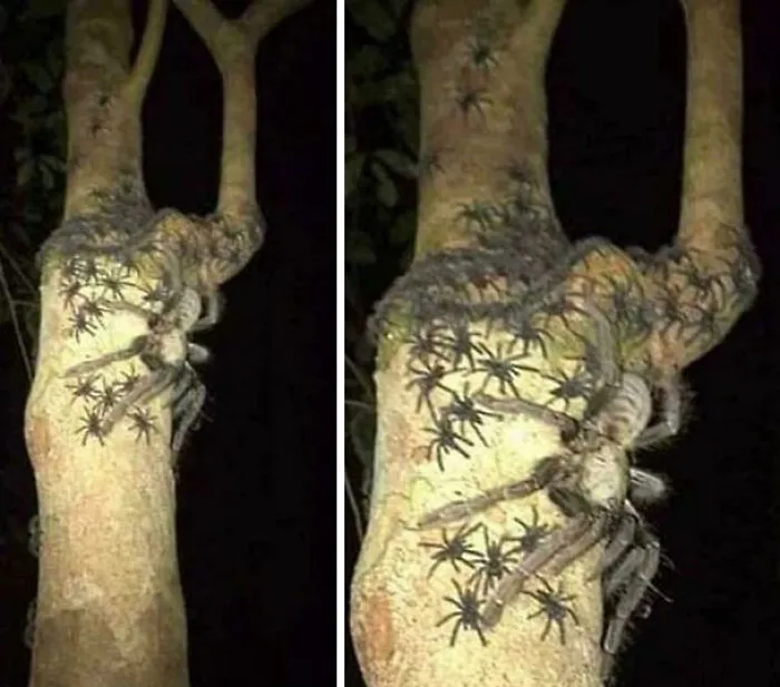 A Female Omothymus Spider Spotted In Malaysia