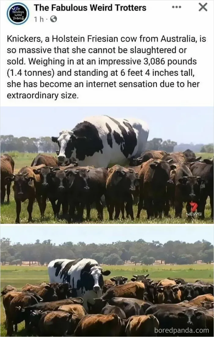 Knickers, The Unkillable