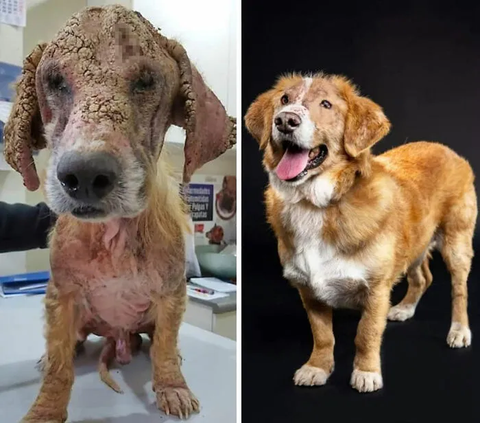 Guy Shares 22 Incredible Before & After Rescue Dog Transformations, Shows What Love Can Do (New Pics)