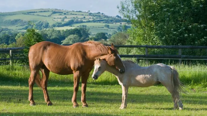 9. We Can Sleep Standing Up. Some Animals, Such As Horses And Camels, Can Sleep Standing Up