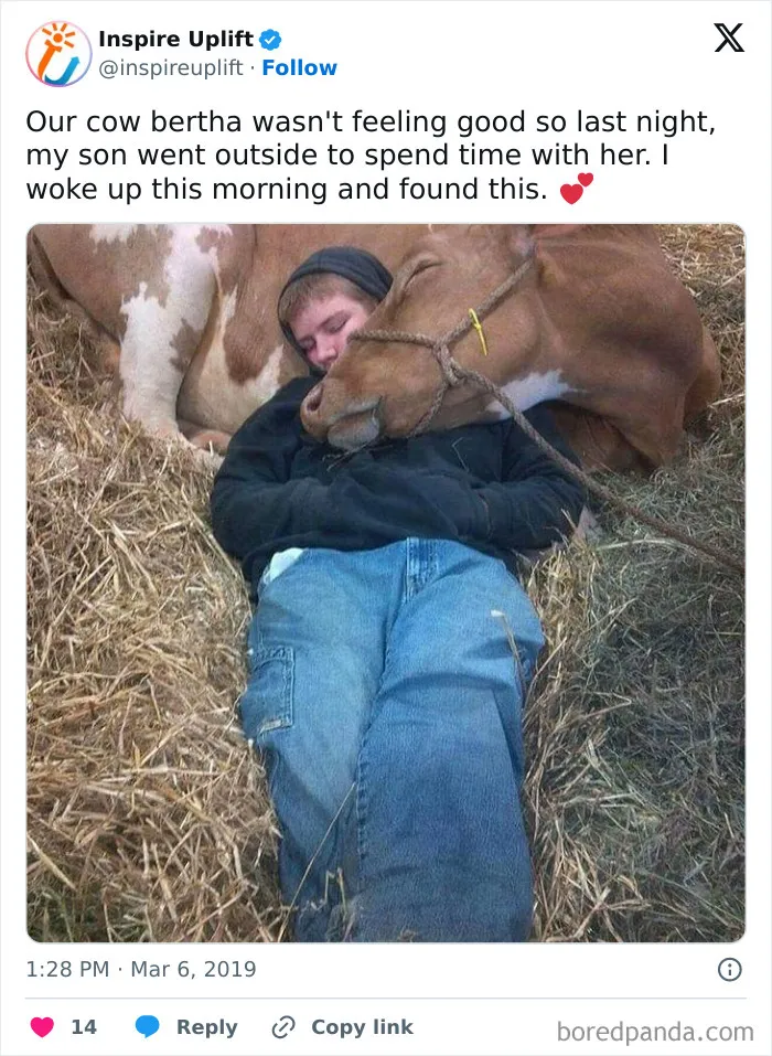 50 Hilarious Animal Memes From This Instagram Page
