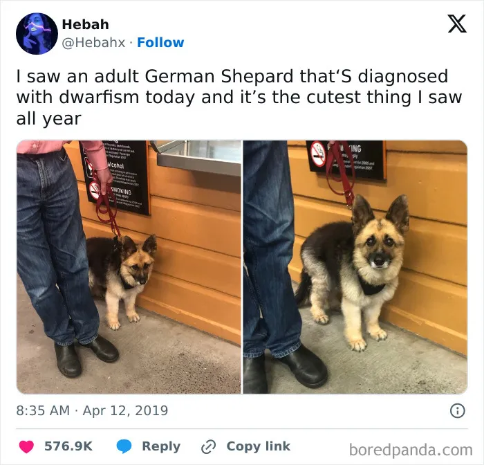 50 Hilarious Animal Memes From This Instagram Page