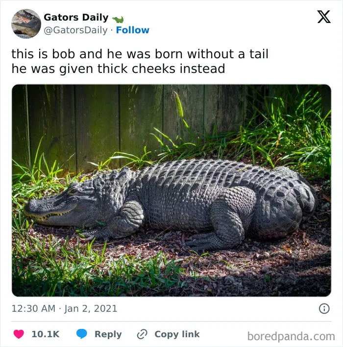 50 Chucklesome Memes That Make The Perfect Blend Of Animals And Comedy