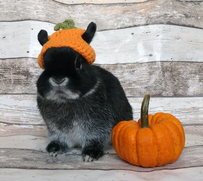 Black rabbit wearing a crocheted pumpkin hat sitting next to a small orange pumpkin for pet Halloween costumes.