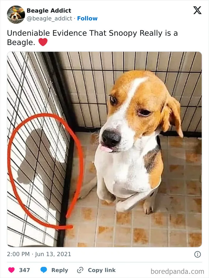 50 Chucklesome Memes That Make The Perfect Blend Of Animals And Comedy