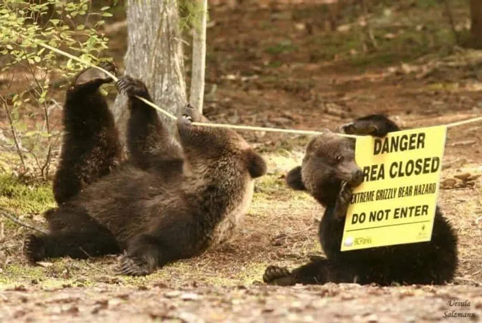 What Do You Think That Sign Is Supposed To Mean?