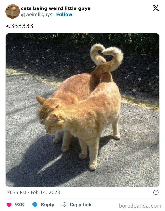 50 Funny Photos Of "Cats Being Weird Little Guys" That Prove Life With A Cat Is Never Boring (New Pics)