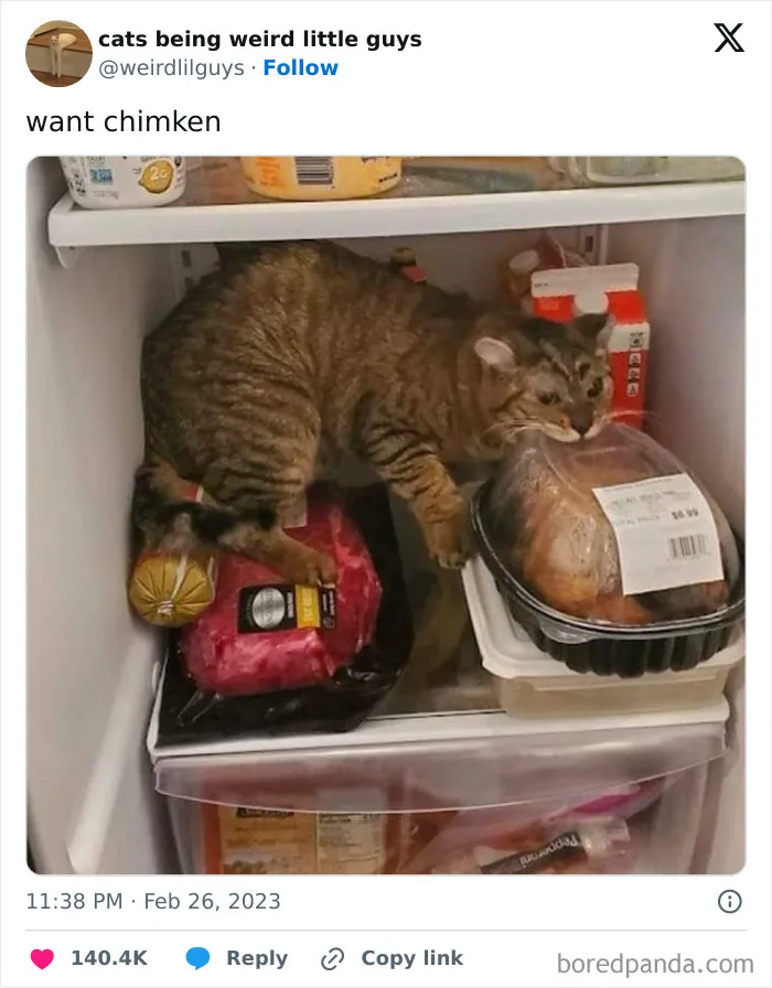50 Funny Photos Of "Cats Being Weird Little Guys" That Prove Life With A Cat Is Never Boring (New Pics)