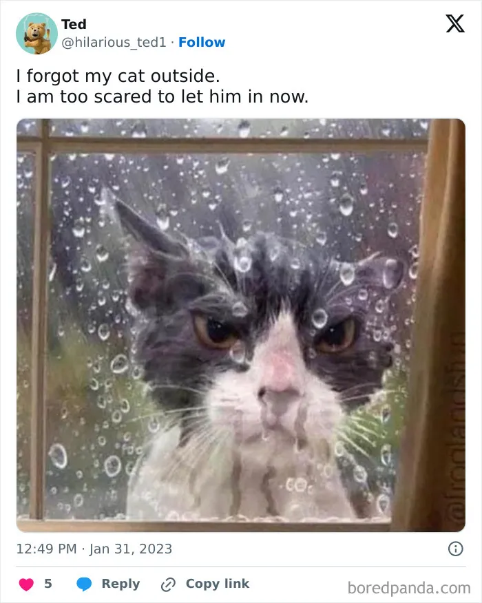 50 Hilarious Animal Memes From This Instagram Page