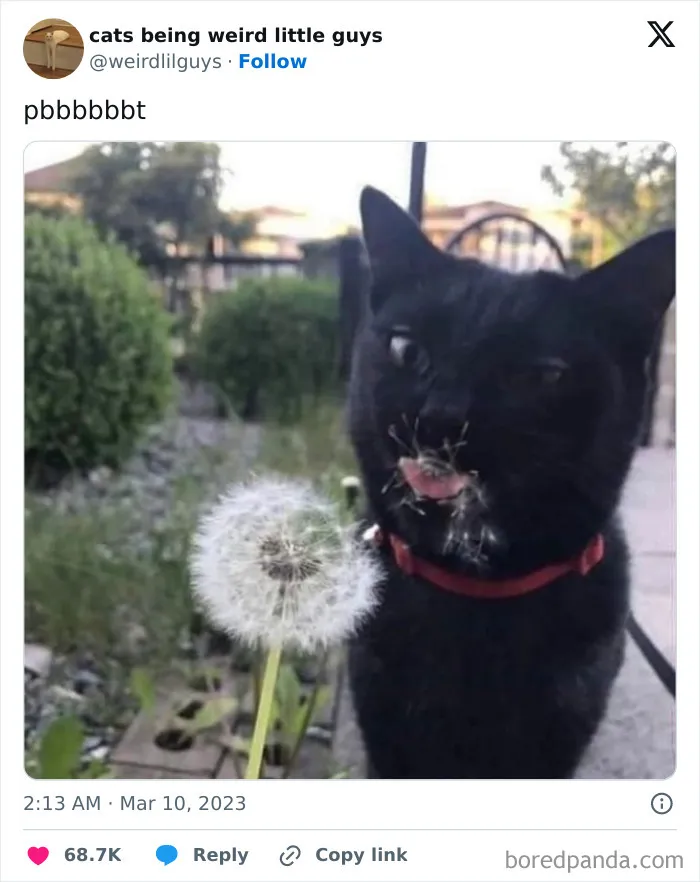 50 Funny Photos Of "Cats Being Weird Little Guys" That Prove Life With A Cat Is Never Boring (New Pics)