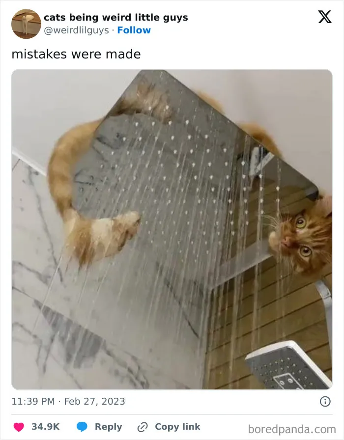 50 Funny Photos Of "Cats Being Weird Little Guys" That Prove Life With A Cat Is Never Boring (New Pics)