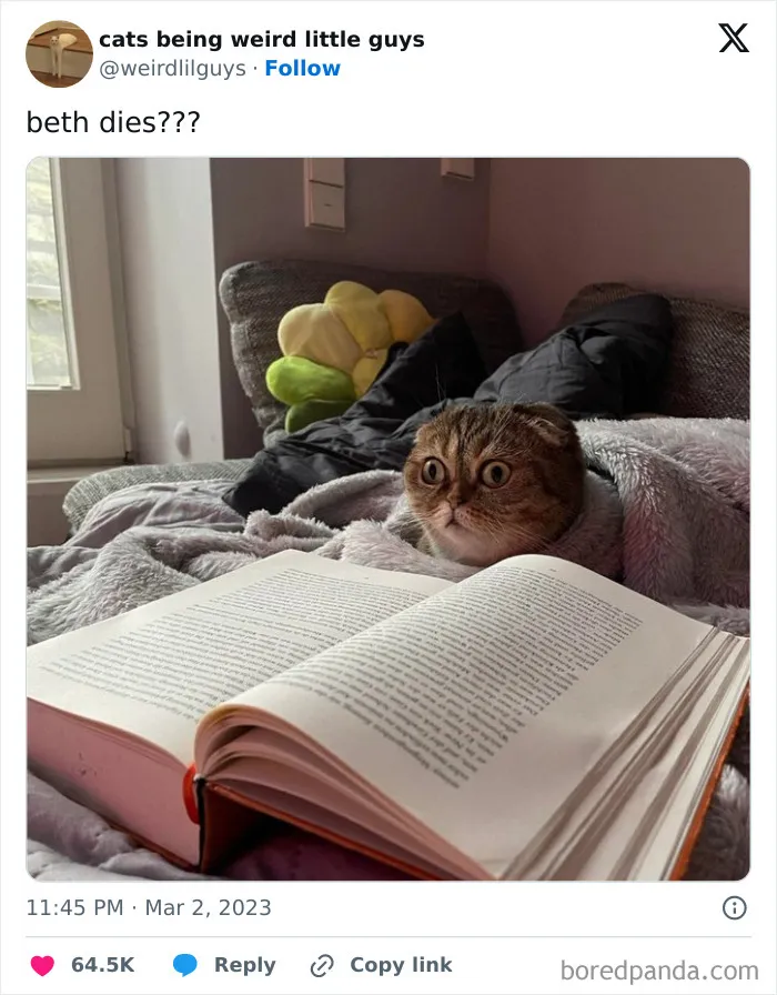 50 Funny Photos Of "Cats Being Weird Little Guys" That Prove Life With A Cat Is Never Boring (New Pics)