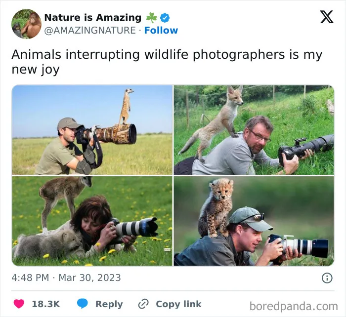 50 Hilarious Animal Memes From This Instagram Page