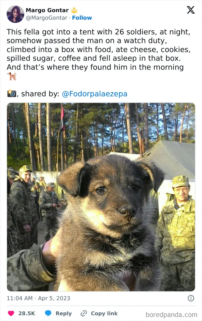 Stealth Dog, Infiltrator Of Military Food Boxes