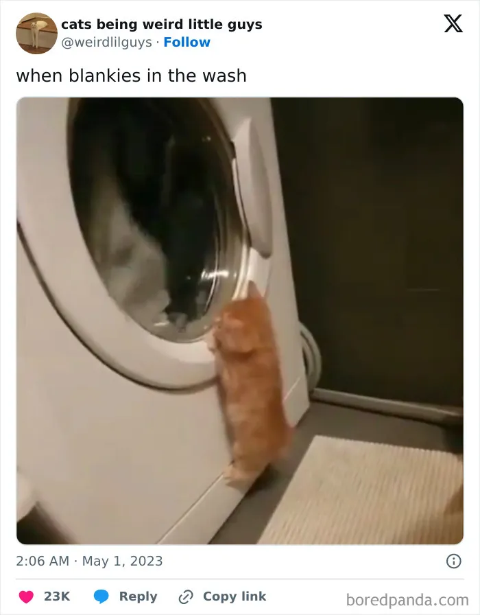 50 Funny Photos Of "Cats Being Weird Little Guys" That Prove Life With A Cat Is Never Boring (New Pics)