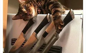 50 Funny Photos Of "Cats Being Weird Little Guys" That Prove Life With A Cat Is Never Boring (New Pics)